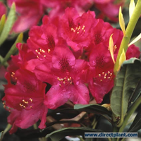 Rhododendron 'nova Zembla' (rhododendron) 100/125 Cm.