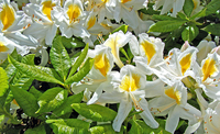 Rhododendron 'persil'