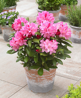Rhododendron 'polaris'