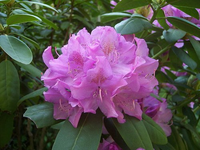Rhododendron Ponticum 'roseum'