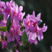 Rhododendron 'praecox'