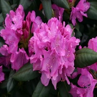 Rhododendron 'roseum Elegans'