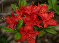 Rhododendron 'satan'