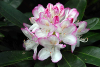 Rhododendron 'silberwolke'