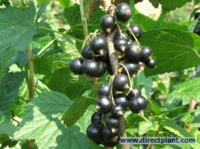 Ribes Nigrum (zwarte Bes) Struik