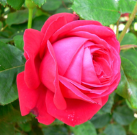 Rosa 'dame De Coeur'