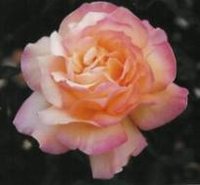 Rosa 'peace'