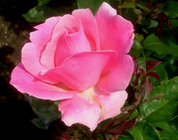Rosa 'queen Elizabeth'