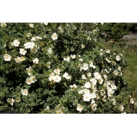 Rosa Spinosissima/rosa Pimpinellifolia Maat 40 60