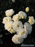 Rosa 'wedding Rose' (trosroos) Pot
