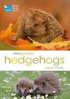 Rspb Spotlight: Hedgehogs