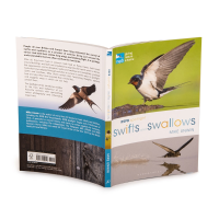 Rspb Spotlight: Swifts And Swallows