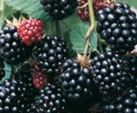 Rubus 'black Satin'
