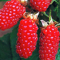 Rubus 'tayberry'