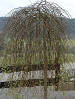 Salix Caprea 'kilmarnock'