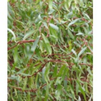 Salix 'erythroflexuosa'