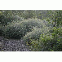 Salix Purpurea Nana Maat 40 60