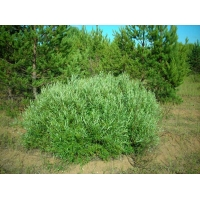 Salix Rosmarinifolia Maat 60 100 3 Tak
