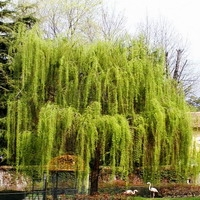 Salix Sepulcralis 'chrysocoma'