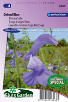 Salvia Patens   Oxford Blue