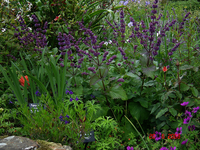 Salvia Verticillata 'purple Rain'