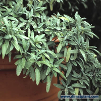 Saponaria Officinalis (zeepkruid) Per 10