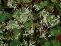 Saxifraga Cortusifolia Var. Fortunei