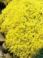Sedum Acre 'yellow