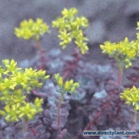 Sedum Spathulifolium 'purpureum' (vetkruid) P9