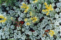 Sedum Spathulifolium 'cape
