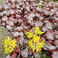 Sedum Spathulifolium 'purpureum'