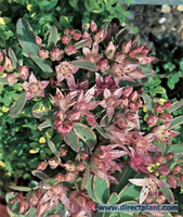 Sedum Spurium 'variegatum' (vetkruid) P9