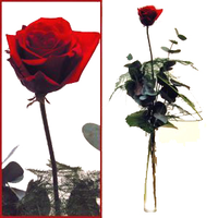 Single Rose 'kuwait'