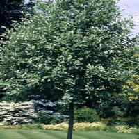 Sorbus Aria 'lutescens'