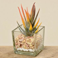 Succulent In Glazen Potkunststof