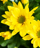 Tisento® Potchrysant 'yellow'