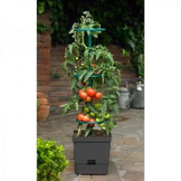 Tomatentoren Met Waterreservoir