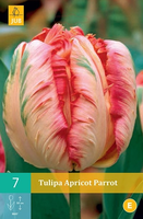 Tulipa Apricot Parrotparkiet Tulp