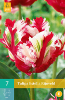 Tulipa Estella Rijnveldparkiet Tulp
