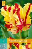 Tulipa Flaming Parrotparkiet Tulp