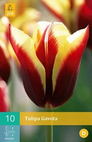 Tulipa Gavotatriumph Tulp