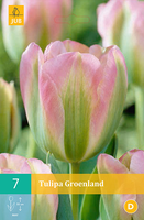 Tulipa Groenland Viridiflora Tulp