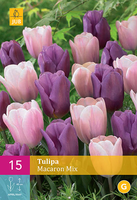 Tulipa Macaron Mixtriumph Tulp