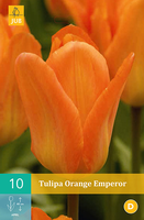Tulipa Orange Emperorfosteriana Tulp