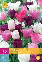 Tulipa Pastel Mixtriumph Tulp