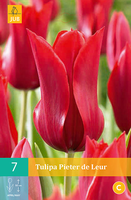 Tulipa Pieter De Leurleliebloemige Tulp
