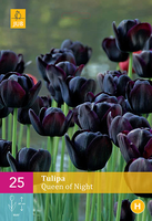 Tulipa Queen Of Nightenkele Late Tulp