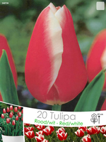 Tulipa Triumph Rood Wit