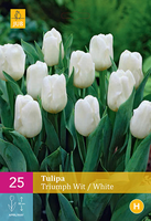 Tulipa Triumph Wittriumph Tulp