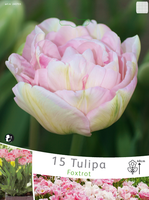 Tulp Angelique (voordeelpakket)